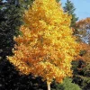 Tulip Poplar Tree Live Plant – 1 Quart Pot – Fast Growing Outdoor Shade Tree - Image 1