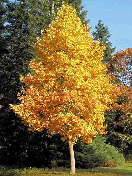 Tulip Poplar Tree Live Plant – 1 Quart Pot – Fast Growing Outdoor Shade Tree - Image 1
