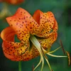 Turk's Cap Lily Bulbs - 5 Pack - Vibrant Orange Outdoor Flowers - Image 1