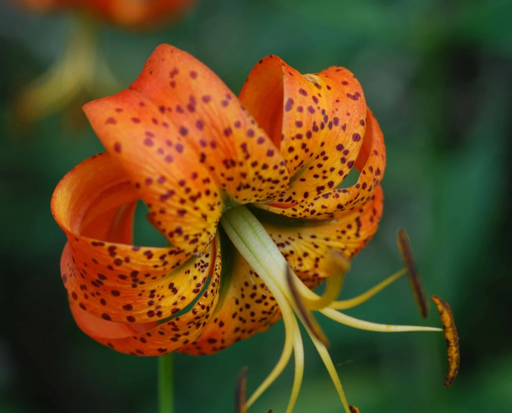 Turk's Cap Lily Bulbs - 5 Pack - Vibrant Orange Outdoor Flowers - Image 1