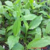 Turmeric Live Plant - Yellow Culinary Herb - 4 Inch Starter Plant - Organic Edible - Image 1