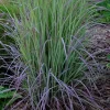 Twilight Zone Grass Blue Purple Perennial Ornamental Live Plant 1 Plant - Image 1