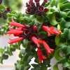 Twisted Red Lipstick Plant Live – Aeschynanthus Radicans Houseplant – 2.5x4 inch Pot – Indoor Trailing Vine - Image 1