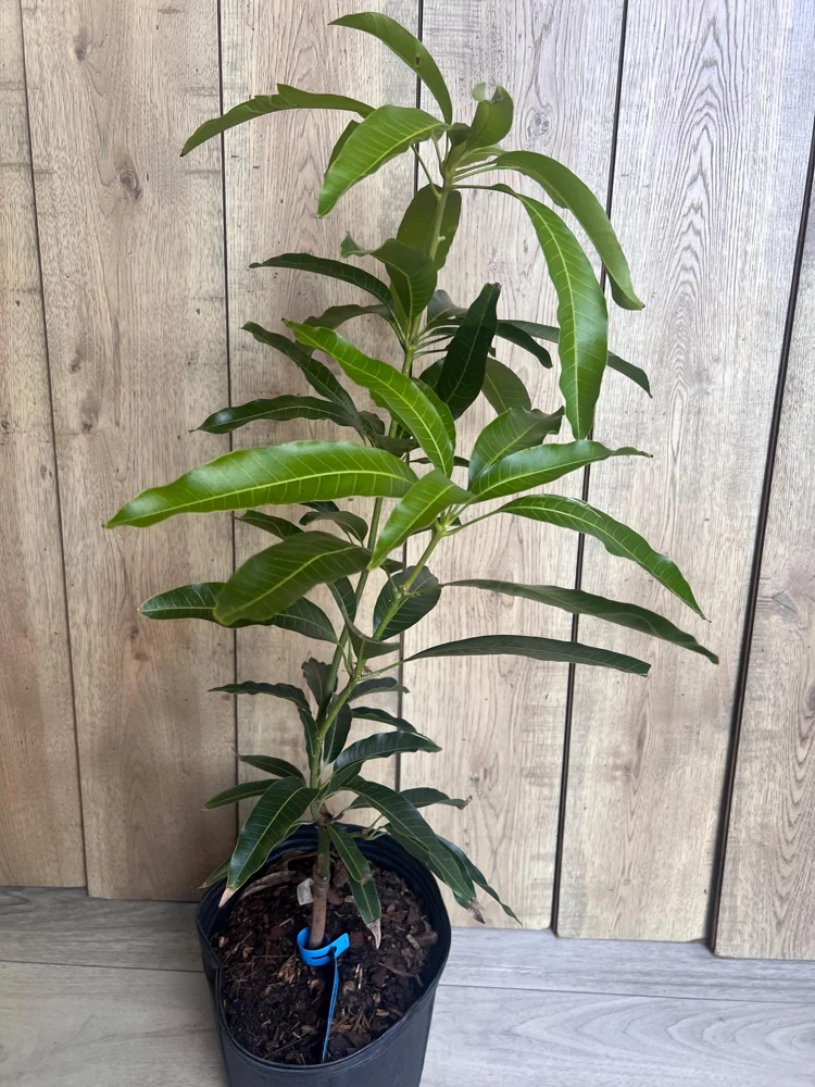 Valencia Pride Mango Tree - Grafted Live Plant, 3 Gallon Pot - Cannot ship to CA - Image 2