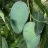 Valencia Pride Mango Tree - Grafted Live Plant, 3 Gallon Pot - Cannot ship to CA - Image 1
