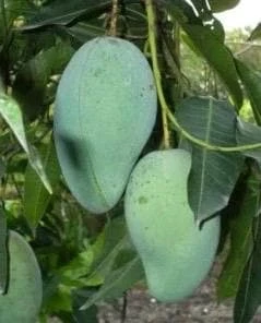 Valencia Pride Mango Tree - Grafted Live Plant, 3 Gallon Pot - Cannot ship to CA - Image 1