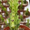 Variegated African Milk Tree Live Plant - Euphorbia Trigona - 3 inch Pot Indoor - Image 1