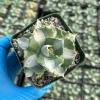 Variegated Agave Isthmensis Hoji Raijin Live Succulent Plant 4 inch Pot - Image 1