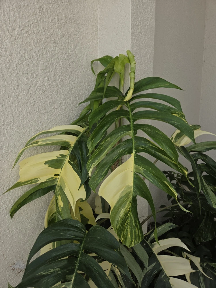 Variegated Albo Pothos Live Plant - Epipremnum pinnatum 4" Pot Indoor/Outdoor - Image 2