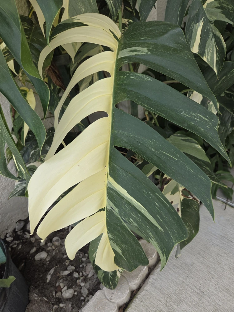 Variegated Albo Pothos Live Plant - Epipremnum pinnatum 4" Pot Indoor/Outdoor - Image 3