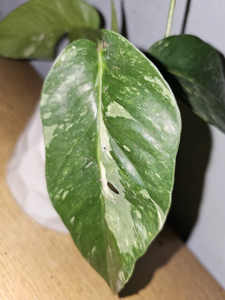 Variegated Albo Pothos Live Plant - Epipremnum pinnatum 4" Pot Indoor/Outdoor - Image 4