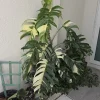 Variegated Albo Pothos Live Plant - Epipremnum pinnatum 4" Pot Indoor/Outdoor - Image 1