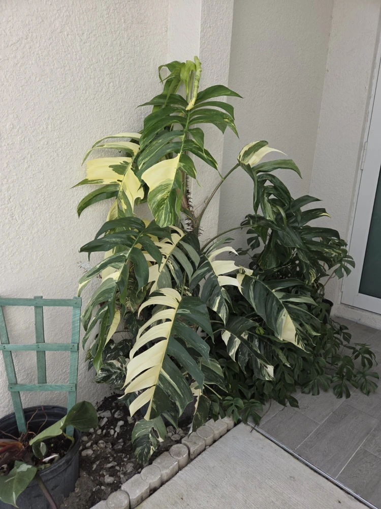 Variegated Albo Pothos Live Plant - Epipremnum pinnatum 4" Pot Indoor/Outdoor - Image 1