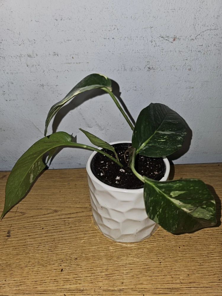 Variegated Albo Pothos Live Plant - Epipremnum pinnatum 4" Pot Indoor/Outdoor - Image 5