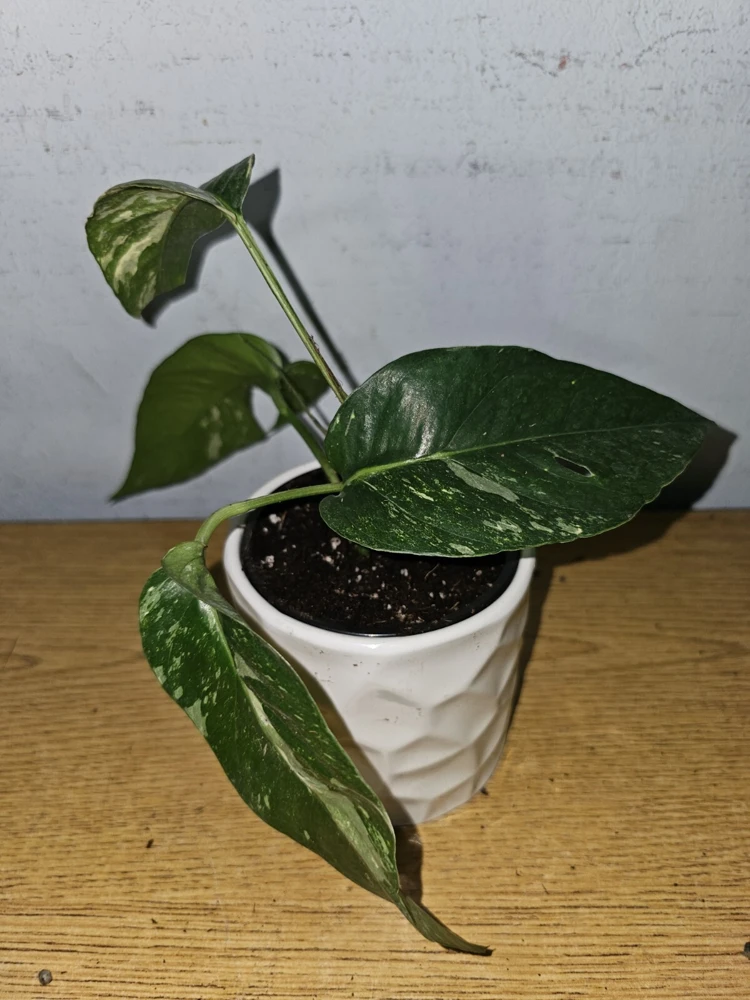 Variegated Albo Pothos Live Plant - Epipremnum pinnatum 4" Pot Indoor/Outdoor - Image 6