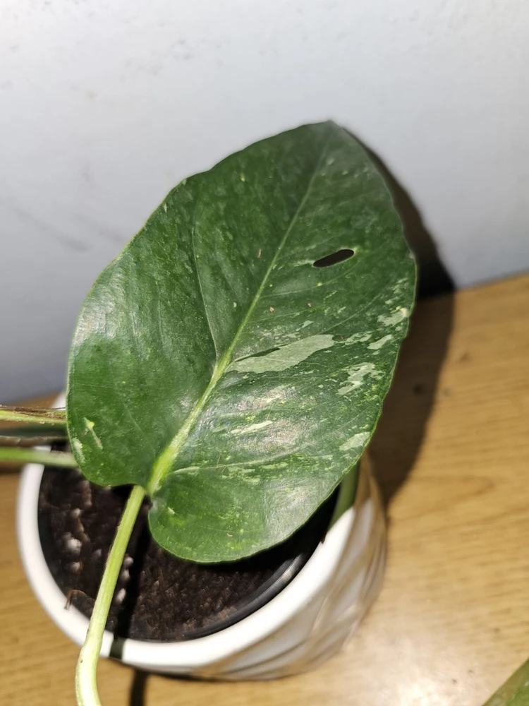 Variegated Albo Pothos Live Plant - Epipremnum pinnatum 4" Pot Indoor/Outdoor - Image 7
