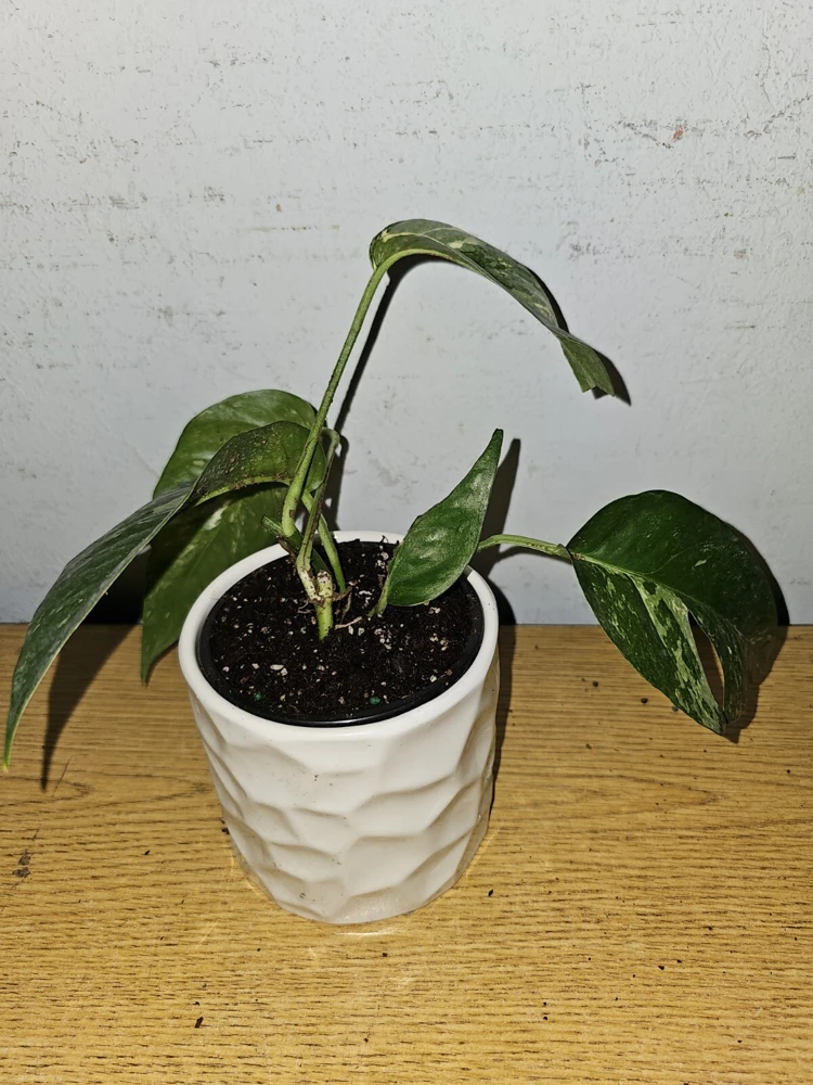 Variegated Albo Pothos Live Plant - Epipremnum pinnatum 4" Pot Indoor/Outdoor - Image 8