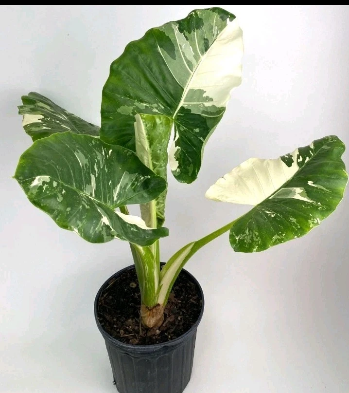 Variegated Alocasia Macrorrhiza Live Plant – 4" Pot – Elephant Ear – Indoor & Outdoor - Image 2