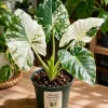 Variegated Alocasia Macrorrhiza Live Plant – 4" Pot – Elephant Ear – Indoor & Outdoor - Image 1