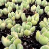 Variegated Bear Paw Succulent Live Plant - Cotyledon tomentosa variegata - 2-4 inch Pot - Indoor/Outdoor - Image 1