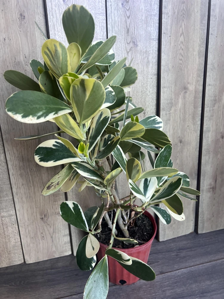 Variegated Clusia Plant – Clusia Rosea Albo Live Plant – 3 Gallon Pot – Indoor/Outdoor - Cannot ship to CA - Image 2