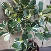 Variegated Clusia Plant – Clusia Rosea Albo Live Plant – 3 Gallon Pot – Indoor/Outdoor - Cannot ship to CA - Image 1