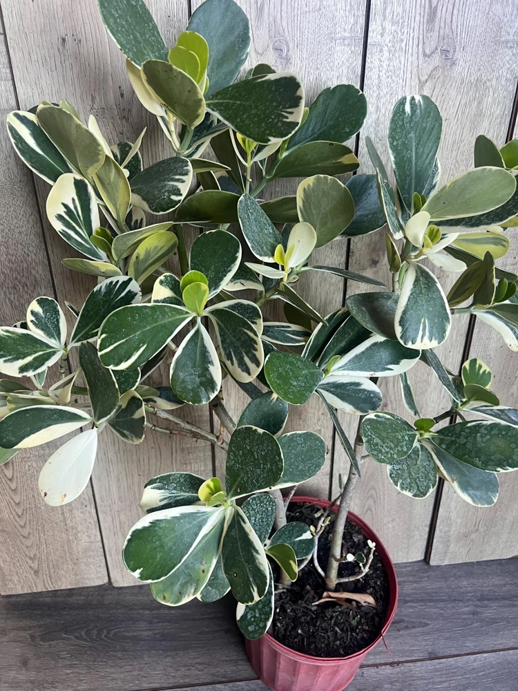 Variegated Clusia Plant – Clusia Rosea Albo Live Plant – 3 Gallon Pot – Indoor/Outdoor - Cannot ship to CA - Image 1