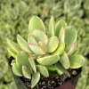 Variegated Crassula Swaziensis 'Money Maker' Succulent Live Plant, 2 inch Pot, Indoor/Outdoor - Image 1