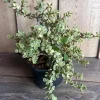 Variegated Elephant Bush Live Plant - Portulacaria afra 'Variegata' - 6" Pot - Indoor/Outdoor Succulent - Cannot ship to CA - Image 1