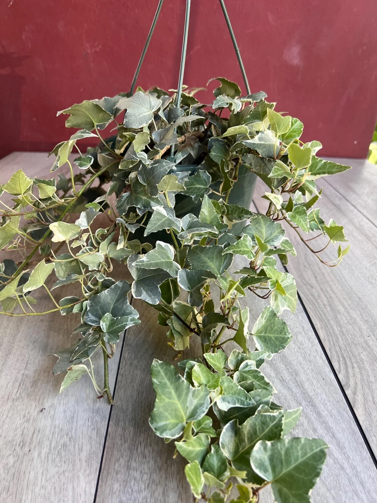 Variegated English Ivy Live Plant – Hedera helix – 8" Hanging Basket – Indoor Trailing - Cannot ship to CA - Image 2
