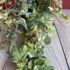Variegated English Ivy Live Plant – Hedera helix – 8" Hanging Basket – Indoor Trailing - Cannot ship to CA - Image 1