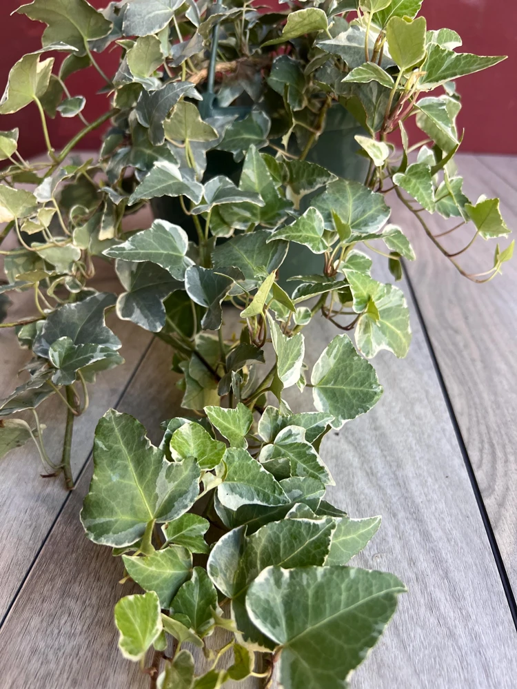 Variegated English Ivy Live Plant – Hedera helix – 8" Hanging Basket – Indoor Trailing - Cannot ship to CA - Image 1