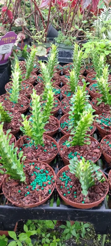 Variegated Euphorbia Trigona Milk Cactus Live Plant – 3 inch pot – Indoor Succulent - Image 2