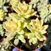 Variegated Ghost Plant Live Succulent - Pink Graptopetalum Paraguayaense Variegated in 4 inch Pot - Image 1