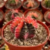 Variegated Gymnocalycium Cactus Live Plant in 4 inch Pot - Rooted Indoor Succulent - Image 1