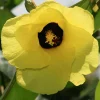 Variegated Hibiscus Mahoe Live Plant - Colorful Foliage, Exotic Shrub - Image 1