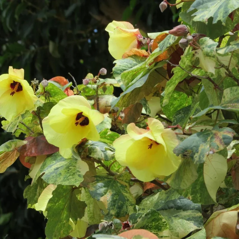 Variegated Hibiscus Mahoe Live Plant - Colorful Foliage, Exotic Shrub - Image 2