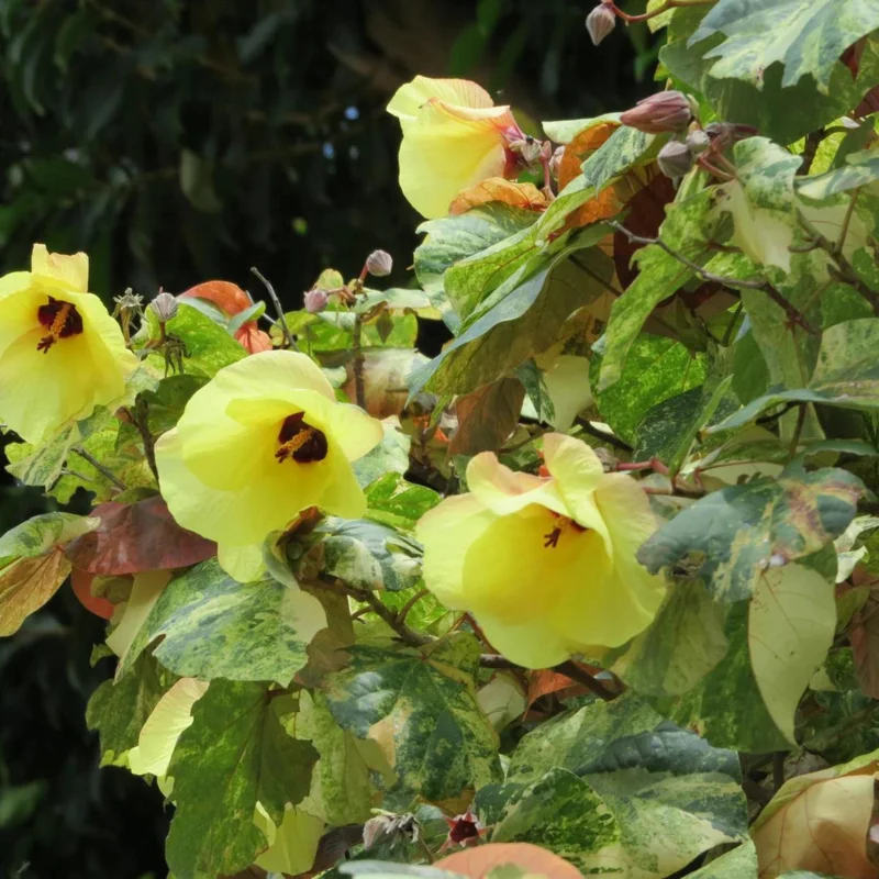 Variegated Hibiscus Mahoe Sea Live Plant - Colorful Tropical Foliage Shrub for Gardens & Patios, 6-10 ft - Image 2