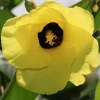Variegated Hibiscus Mahoe Sea Live Plant - Colorful Tropical Foliage Shrub for Gardens & Patios, 6-10 ft - Image 1
