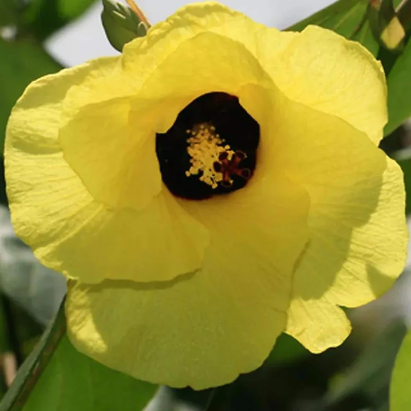 Variegated Hibiscus Mahoe Sea Live Plant - Colorful Tropical Foliage Shrub for Gardens & Patios, 6-10 ft - Image 1