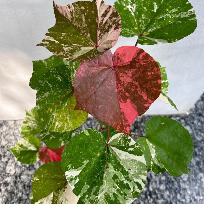 Variegated Hibiscus Mahoe Sea Live Plant - Colorful Tropical Foliage Shrub for Gardens & Patios, 6-10 ft - Image 3