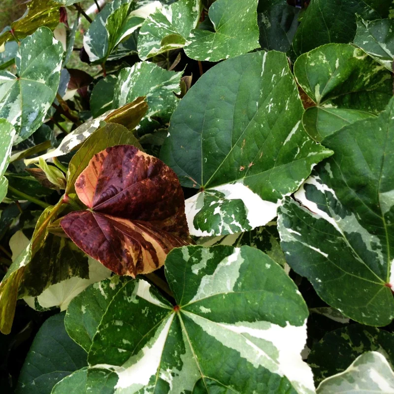 Variegated Hibiscus Mahoe Sea Live Plant - Colorful Tropical Foliage Shrub for Gardens & Patios, 6-10 ft - Image 4