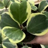 Variegated Hoya Kerrii Live Plant - Heart-Shaped Succulent - 4 Inch Pot - Image 1