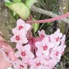 Variegated Hoya Krimson Princess Live Plant - 5" Pot - Tricolor Wax Plant - Image 1