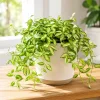 Variegated Hoya Live Plant – Houseplant – 4-8 Inch Tall – No Pot – Indoor/Outdoor - Image 1