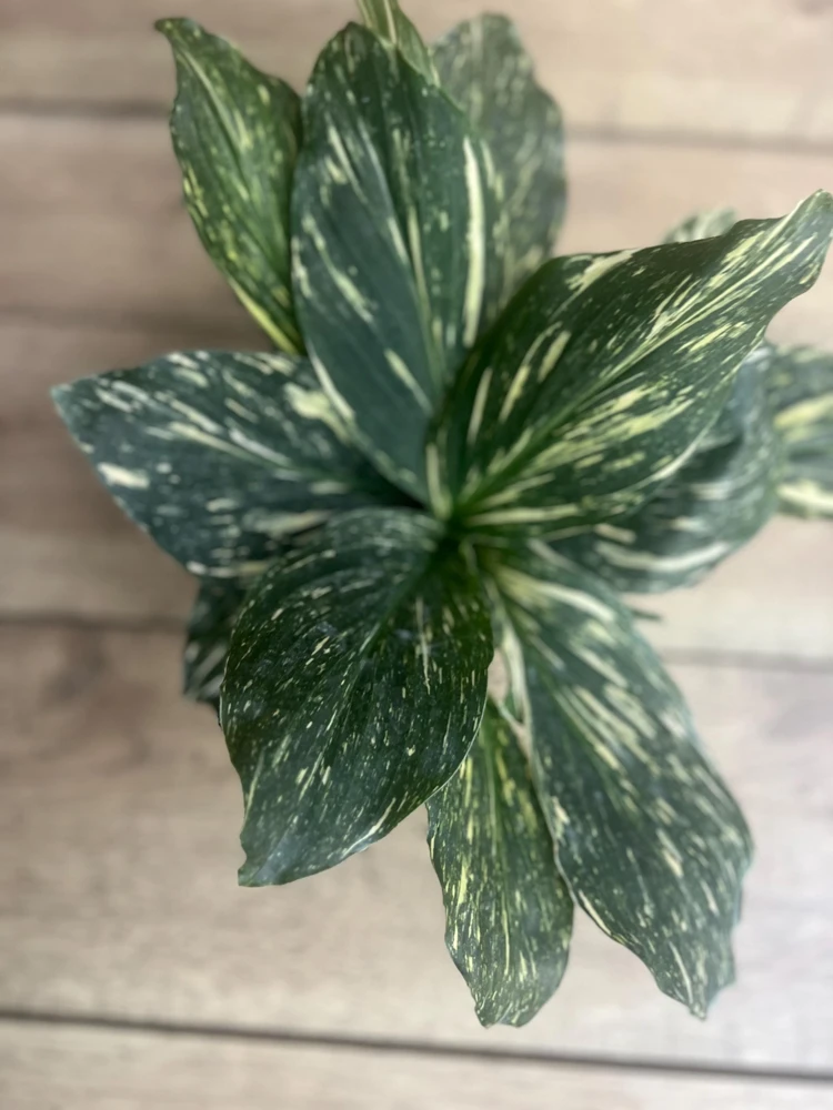 Variegated Kaempferia Galangal Live Plant - Tropical Foliage, 6 inch Pot, Indoor - Cannot ship to CA - Image 2