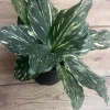 Variegated Kaempferia Galangal Live Plant - Tropical Foliage, 6 inch Pot, Indoor - Cannot ship to CA - Image 1