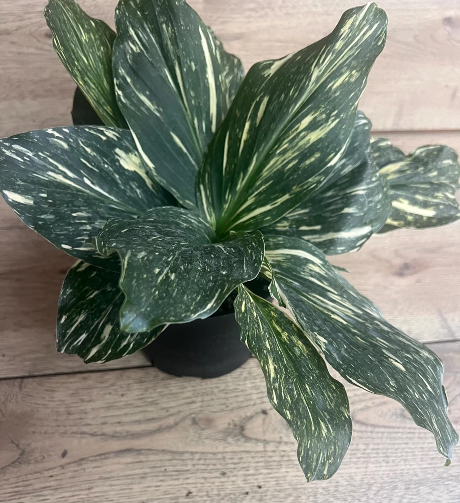 Variegated Kaempferia Galangal Live Plant - Tropical Foliage, 6 inch Pot, Indoor - Cannot ship to CA - Image 1