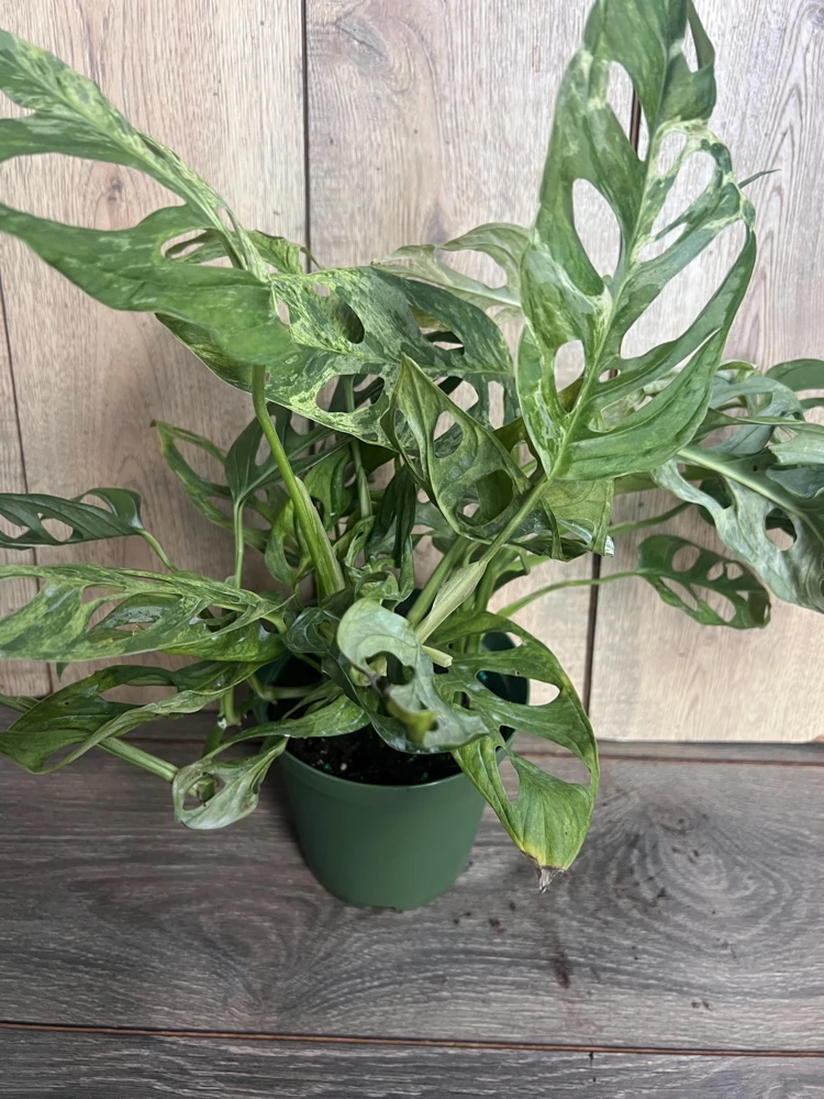 Variegated Monstera Adansonii Mint Live Plant – 6 inch Pot – Rare Indoor Houseplant - Cannot ship to CA - Image 2