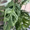 Variegated Monstera Adansonii Mint Live Plant – 6 inch Pot – Rare Indoor Houseplant - Cannot ship to CA - Image 1